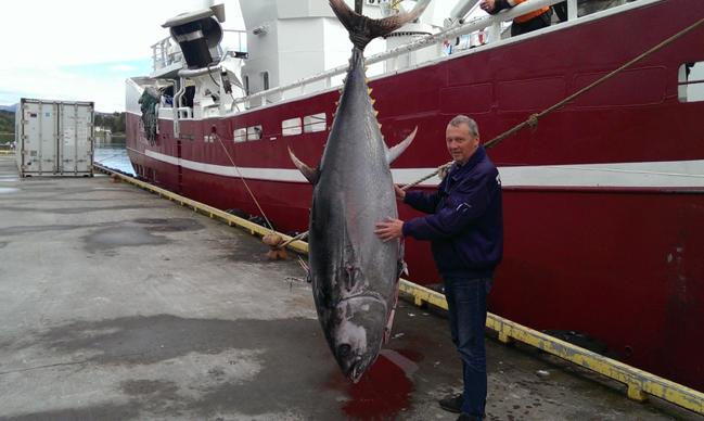 Впервые в Украине Blue fin tuna (Голубой Тунец) 150 кг  в ресторане Fujiwara Yoshi