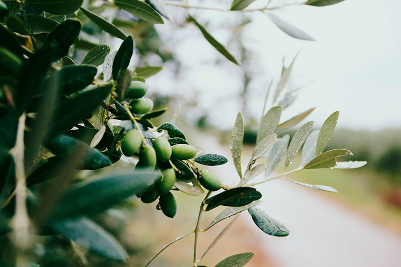 RestOn-ликбез: оливки и маслины. В чем отличия?