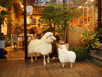 В Корее открылось кафе с овцами