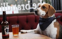Пиво для собак в британском пабе
