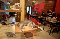 Паризьке кафе пропонує провести час з кішками